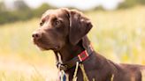 Rescue Labrador's Reaction to His Family Singing 'Happy Birthday' to Him Has Everyone in Tears