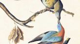 Understanding John James Audubon’s avian genius