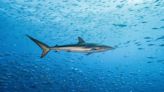Registraron el viaje más largo de un tiburón sedoso: 27.500 kilómetros en 18 meses