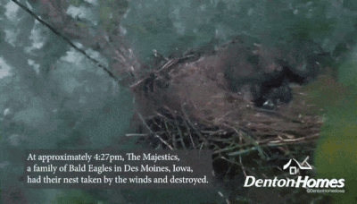 Watch: Baby bald eagles blown from nest during Iowa tornado outbreak