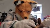 Rescuer Wears Fluffy Fox Mask to Safely Care for Days-Old Baby Fox Mistaken for Kitten