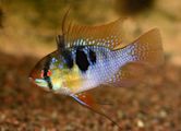 Ram cichlid