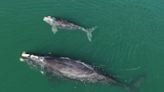 There are 340 North Atlantic right whales left. A small underwater robot could save them