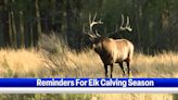 Yellowstone National Park warning public elk calving season has started