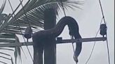 Mangaluru: Large python electrocuted on power pole