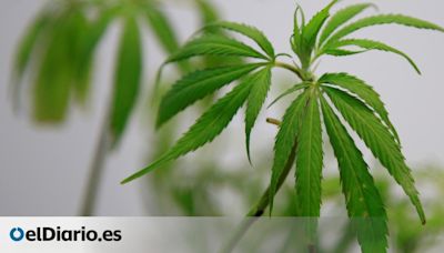 El Parlamento de Canarias apoya el desarrollo de la industria del cannabis medicinal en las Islas