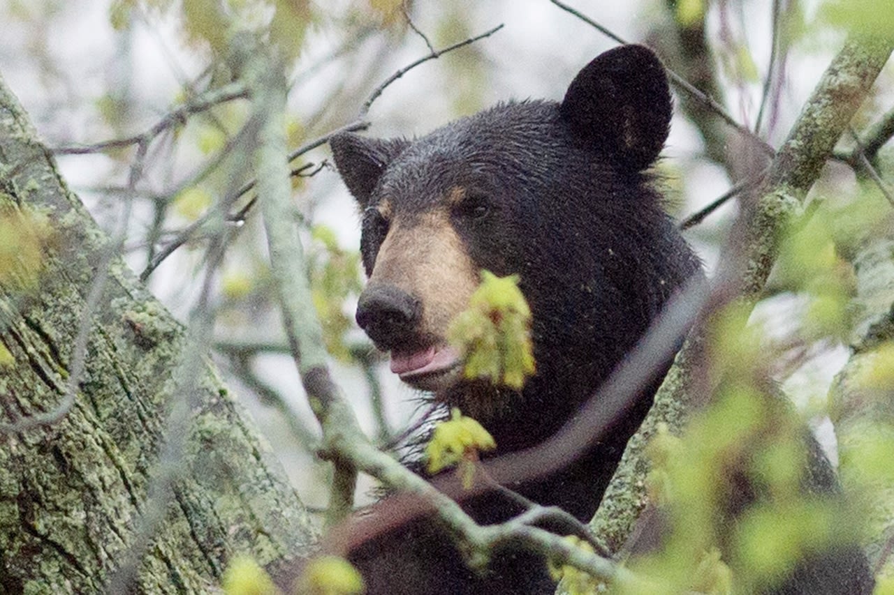 Bears on U.P.’s Grand Island to be trapped, relocated