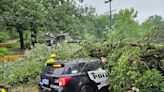 Chattanooga police officer injured after tree fell on patrol car