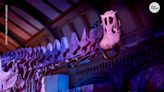 Video shows 'Most Complete Gigantic Dinosaur' being constructed for display in London