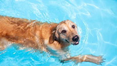 Dog Dad’s Attempt to Train Golden Retriever Not to Jump in the Pool Is an Adorable Fail