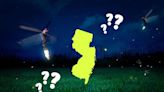 What Happened to the Fireflies in New Jersey?