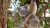 Chlamydia is killing Australia's koalas, but ambitious new project could stop the spread