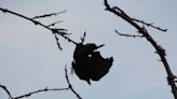 A crow was stuck dangling from a tree at Owen Beach. Watch video of the rescue mission