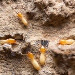 The United States of Termites: How the Tiny, Traveling Pests Are Taking Over—And Where They’re Going Next