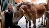 Blind horses arrive at Norton rescue farm