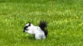 ‘Thought it was a skunk’: Unusual squirrel spotted in Stark County