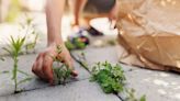 ‘Instantly destroy’ garden weeds for ‘free’ using expert’s method