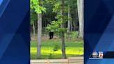 Mebane residents spot bear near South Third Street, NC Wildlife Commission says it's not unusual