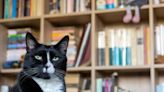 Robot Cats Become Companions to Eugene Public Library Patrons