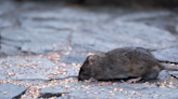 Ladies and gentlemen, NYC is hosting the first-ever national "rat summit"