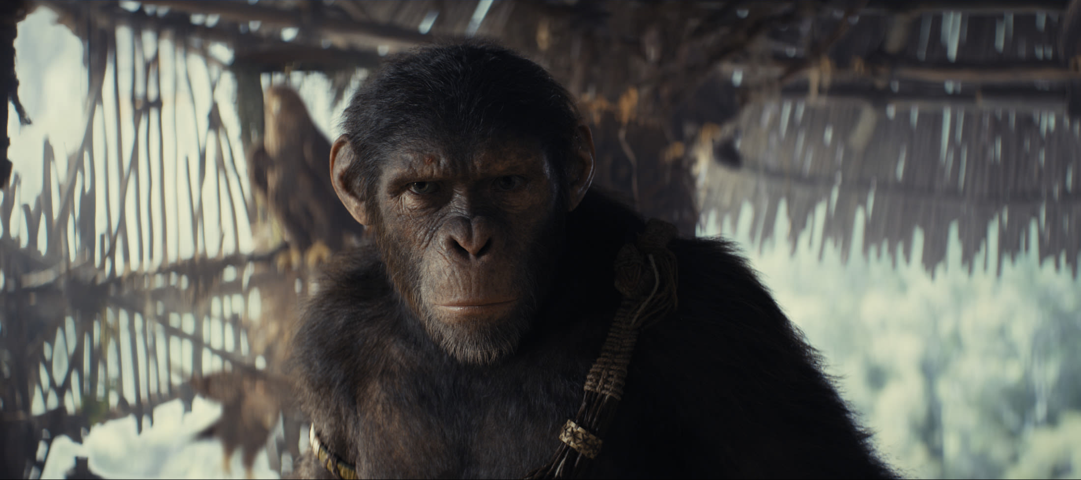 Everything you need to know before watching Kingdom of the Planet of the Apes