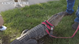 Wally the emotional support alligator stolen in Georgia, released into swamp, owner says