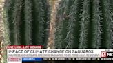 How researchers in Arizona are hoping to breed the next generation of saguaros