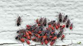 How to Get Rid of Boxelder Bugs—and Stop Them From Coming Back