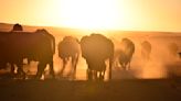 Bison spread as Native American tribes reclaim stewardship