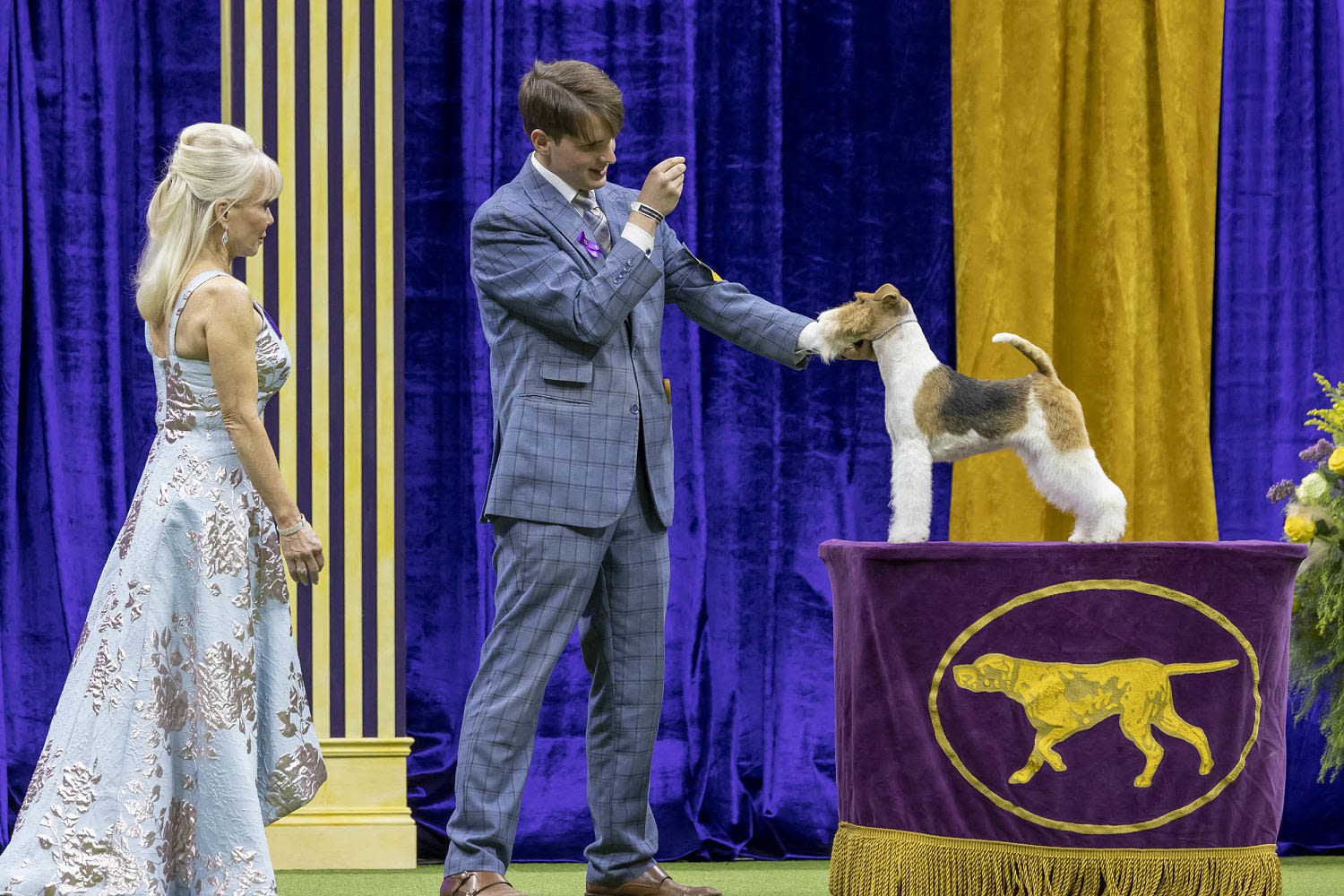 Who will win best in show? All about this week's Westminster Dog Show