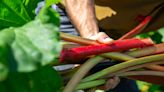 Aledo's annual Rhubarb Festival returns to honor local woman who started the fest in 1990