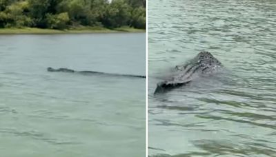 Este gran caimán fue visto en las aguas del Río Bravo, en la frontera de Texas