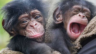 Help the Maryland Zoo name its newest baby chimpanzee