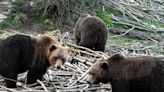 Un oso mató a una joven de 19 años en un parque turístico de Rumania lanzándola de un acantilado