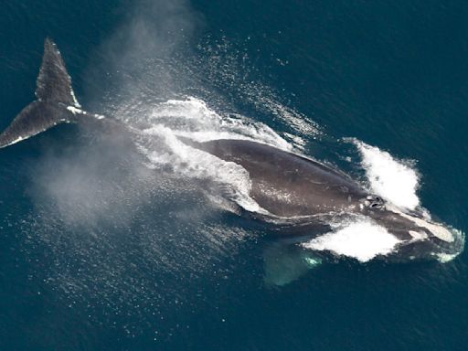 Environmental groups decry attempt to delay shipping rules intended to save whales