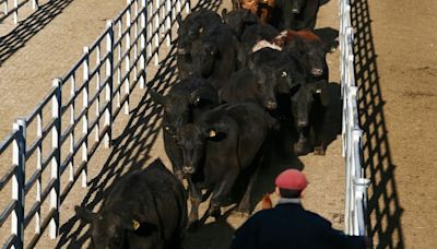 Leve repunte en los precios en el Mercado Agroganadero de Cañuelas