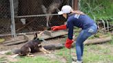 ‘Indignante’, ‘doloroso’, ‘los culpables son los dueños irresponsables’, algunas de las reacciones sobre la aplicación de la eutanasia a la mitad de mascotas rescatadas de las calles de Quito