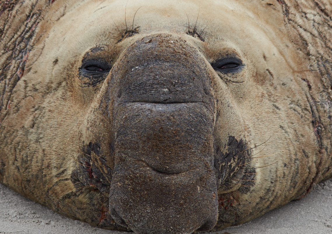 Australia’s Famous ‘Neil the Seal’ Attempts to Follow a Family Home in Viral Video