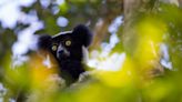 Madagascan lemur ‘honks’ are music to our ears