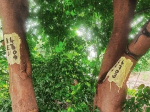 Bengaluru’s vanishing tree cover has city’s Gen Z on edge | Bengaluru News - Times of India