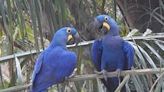 Birds, beasts of Brazil's Pantanal exude beauty to behold