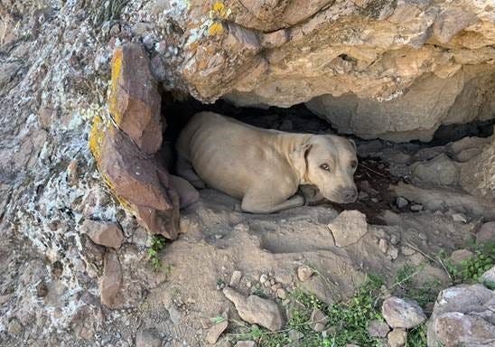 Dog rescued from Phoenix mountain thanks to her 'bright eyes' now available for adoption