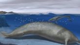Descubren restos del animal marino más grande que alguna vez existió
