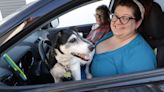 Get Healthy: Pack right, use carrier and harnesses, medicate when your pet is your co-pilot (copy)