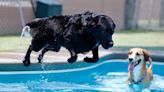 How to tell if your dog has heat stroke, and how to save them