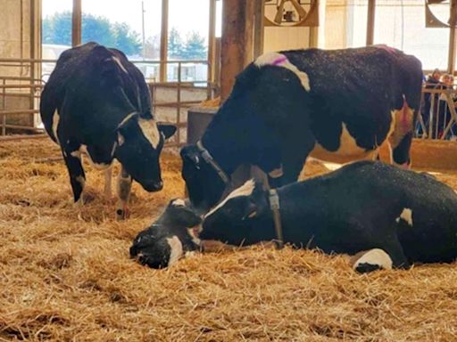 Flatulent cows and pigs will face a carbon tax in Denmark, a world first | World News - The Indian Express