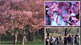 The secrets behind the world-famous cherry blossoms at NJ’s Branch Brook Park