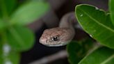Scientists finally discover ‘overlooked’ clitoris in snakes – not one, but two