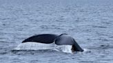 Whale rescue teams hoping to disentangle right whale in St. Lawrence Estuary