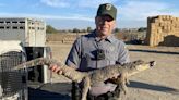 Idaho Resident Finds and Wrangles Alligator While Walking Their Dog